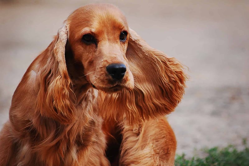 Understanding the Personality and Intelligence of English Cocker Spaniels