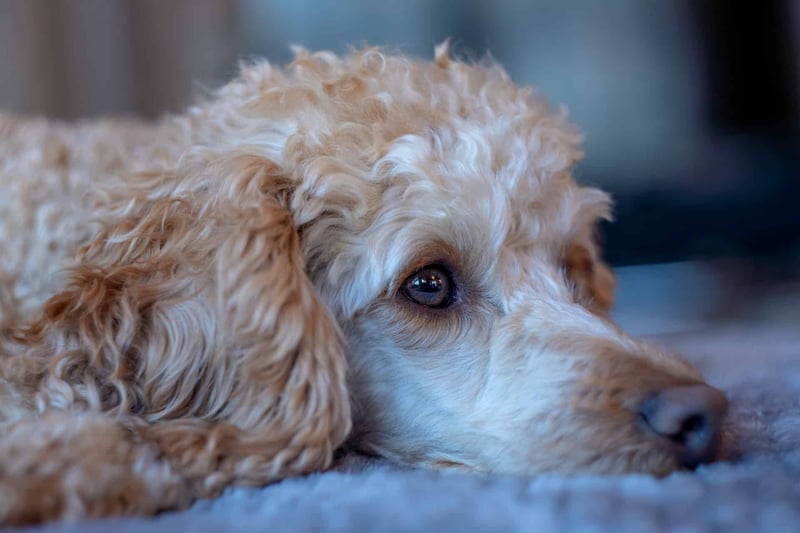 Understanding the Personality and Intelligence of Poodles