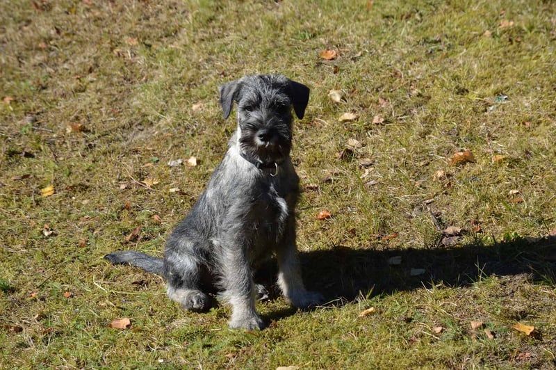 Understanding the Temperament and Intelligence of Standard Schnauzers