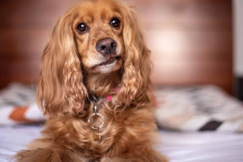 English Cocker Spaniel photo 1