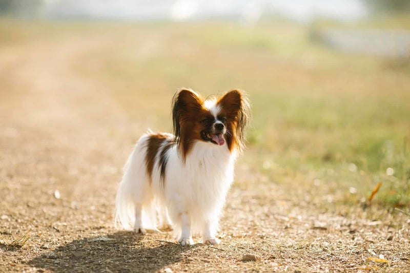 What You Should Know Before Owning a Papillon