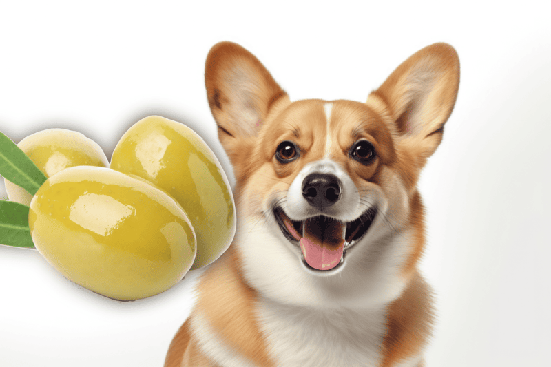 Cute dog with a big smile next to fresh green olives on a white background.