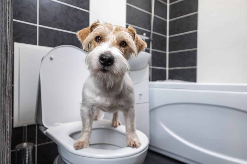 A cute dog standing on a bathroom toilet, highlighting pet hygiene and professional dog grooming services.