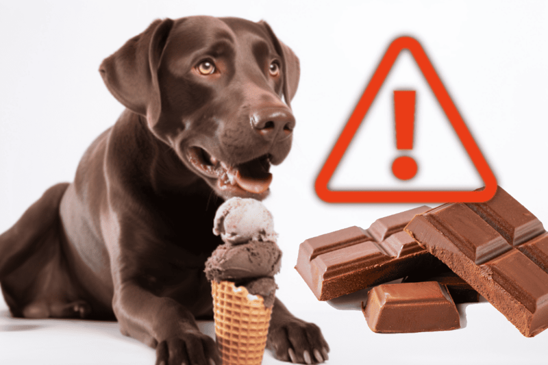 Dog eating ice cream with chocolate, warning about chocolate toxicity.