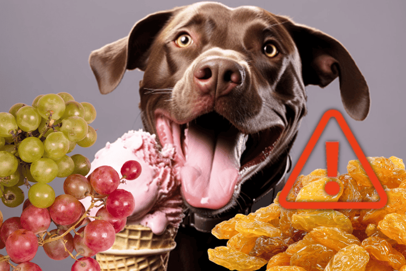 Dog eating ice cream with grapes and an alert warning sign for safe treats.