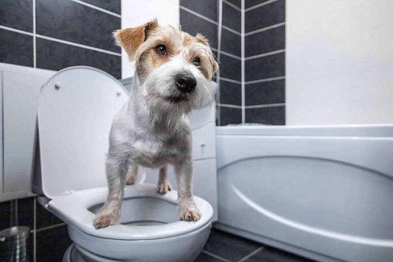 Cute dog standing on toilet seat, cleaning or grooming in a modern bathroom.