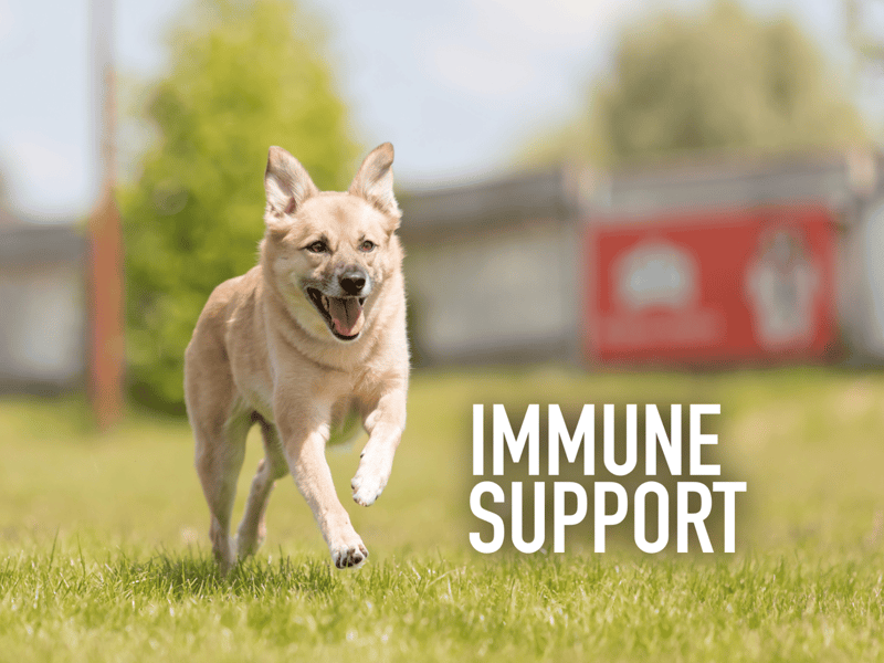 Dog running outside with a bright smile, emphasizing immune support and overall pet health.