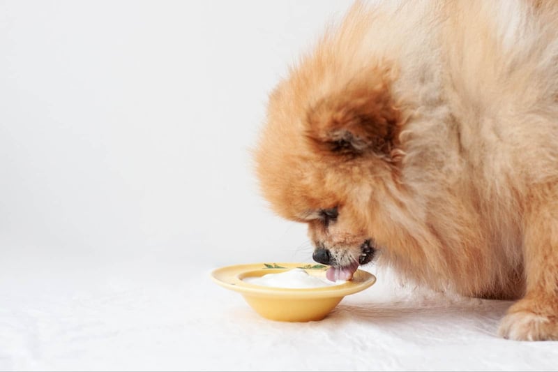 Adorable puppy enjoys yogurt from a small bowl in a bright, clean setting. Perfect for healthy dog treats and nutritious pet meals.