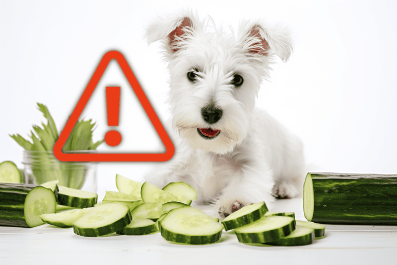 Alt: Cute white dog with cucumber slices and a poison warning sign.