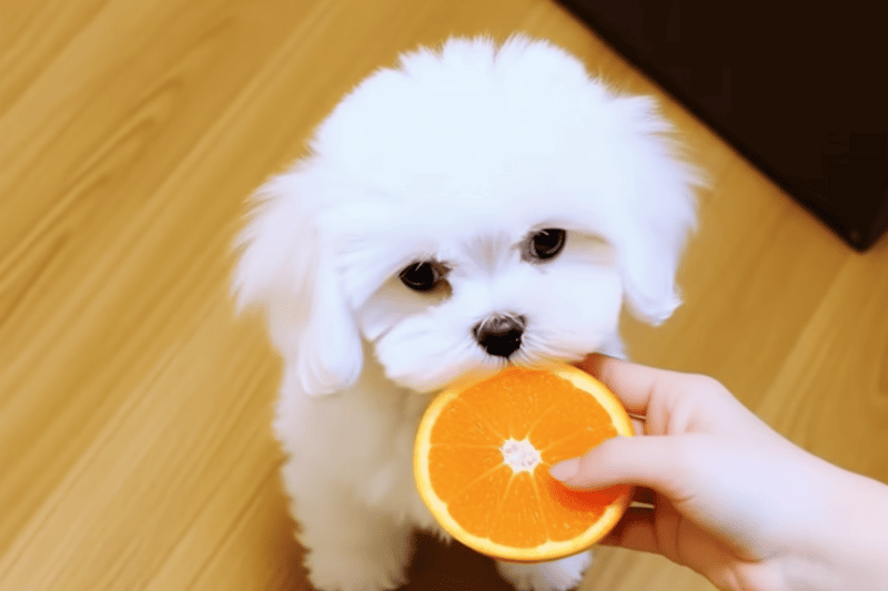 Adorable white puppy with big eyes enjoying a fresh orange slice.