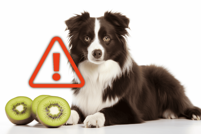 Cute border collie with kiwi and warning icon.