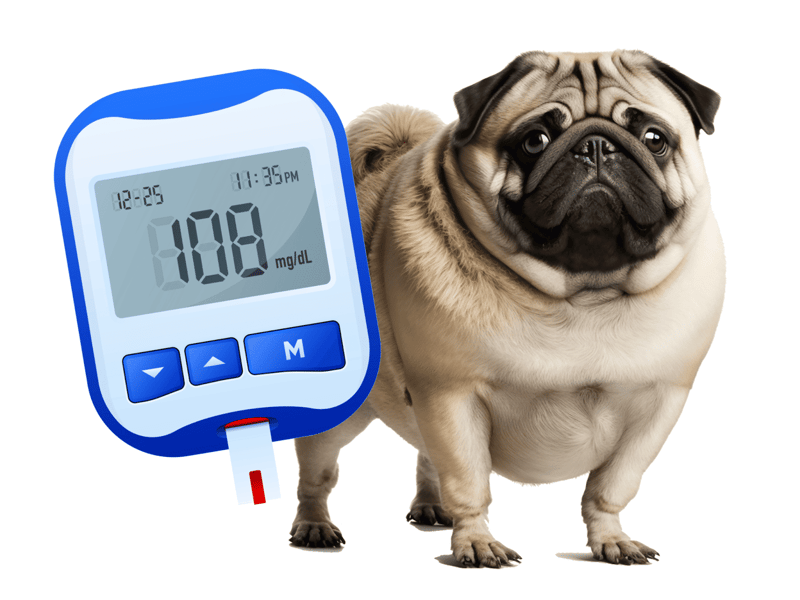 Dog blood glucose level testing device.