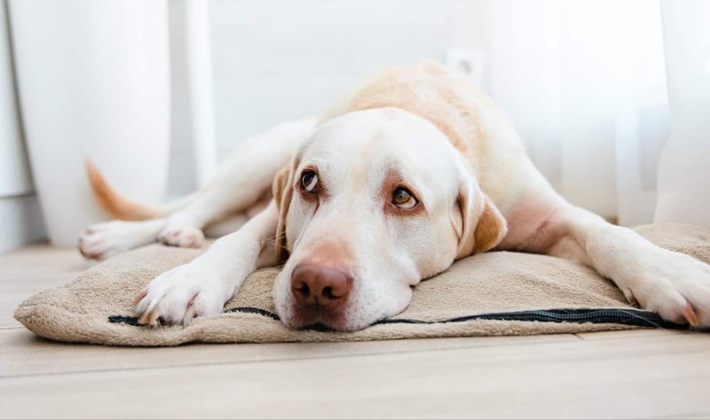 Labrador Retriever resting on a bed, displaying calm and relaxed behavior.