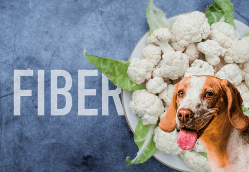 Healthy dog food with cauliflower, showing a smiling dog on a blue textured background.