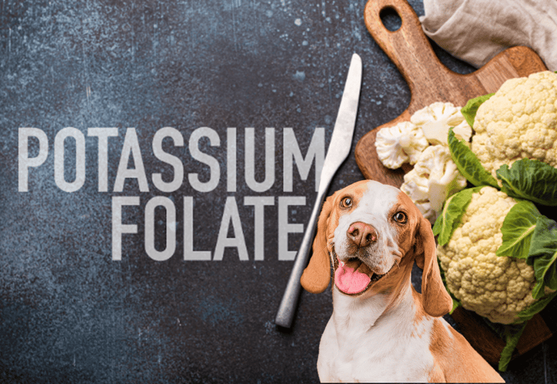 Dog food with potassium and cauliflower for canine health benefits.