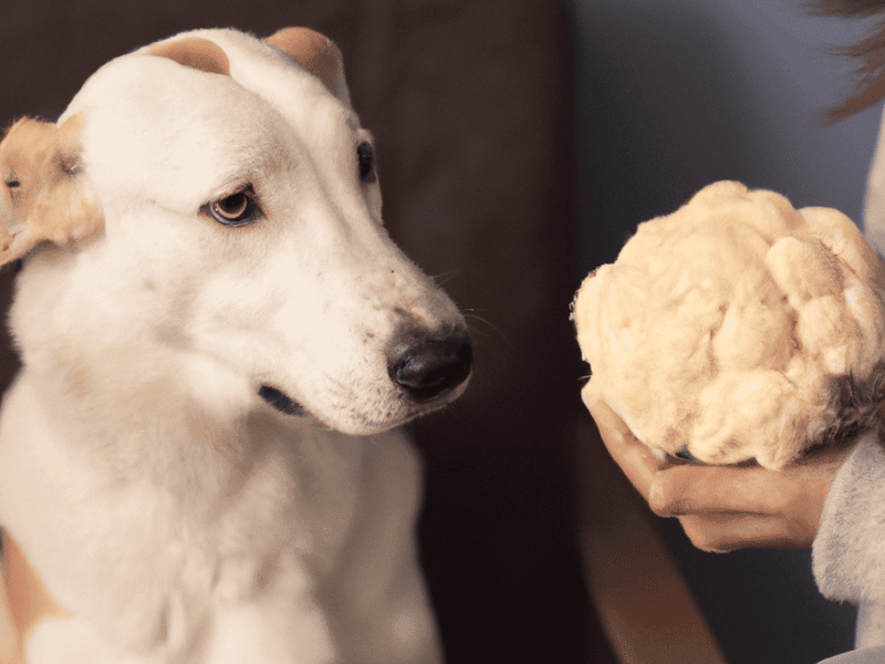 Dog looking at a human holding a brain-shaped treat.