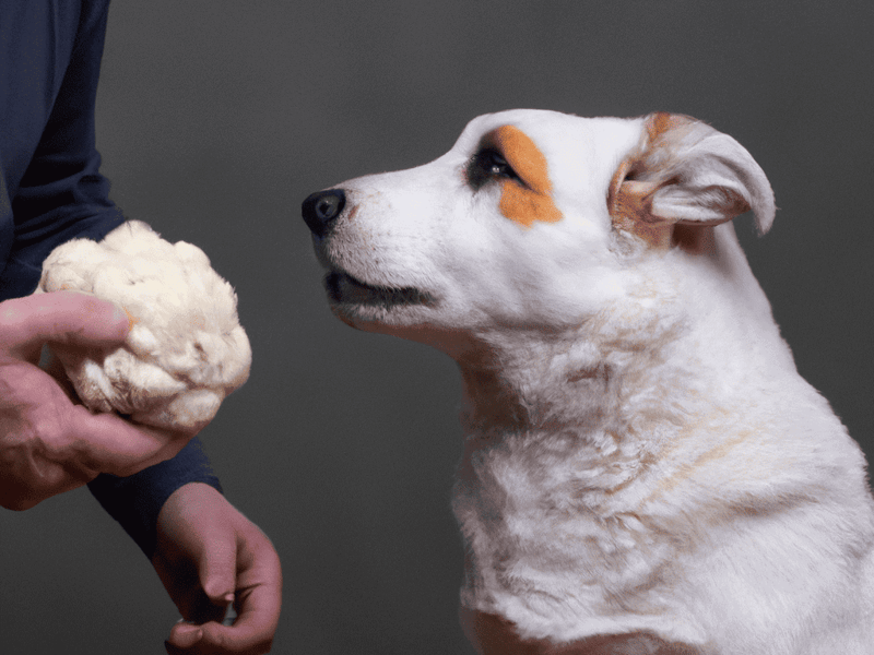 Dog grooming, grooming services for dogs, pet grooming salon.