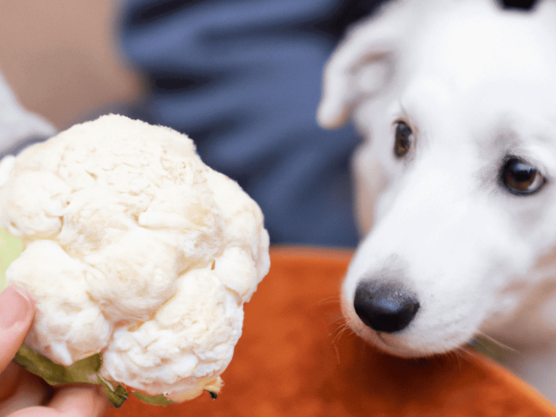 Cute puppy curious about cauliflower treat.