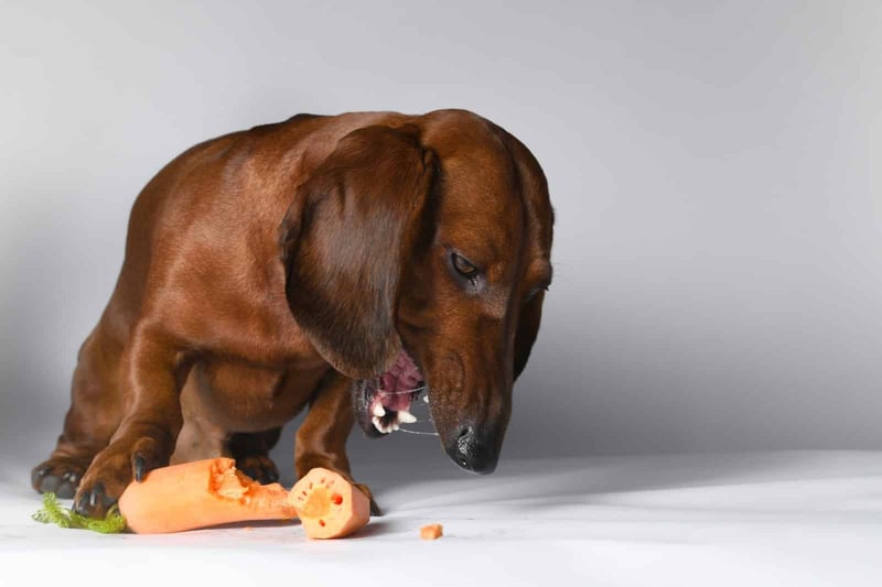 Dog eating carrots with focus on healthy dog food choices.