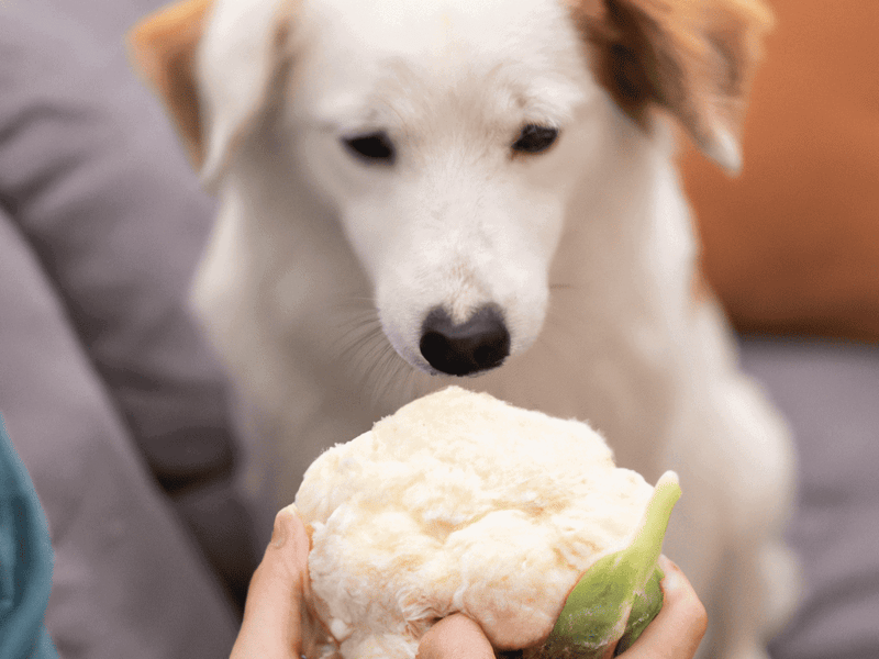 Dog enjoying fresh cauliflower treat | Dogfix.com.