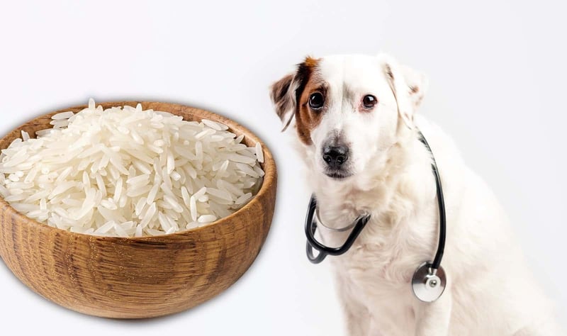 Healthy dog food with rice and vet support.
