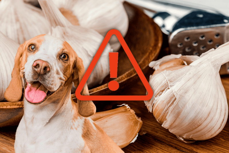 Bright-eyed dog with garlic and onions in the background.