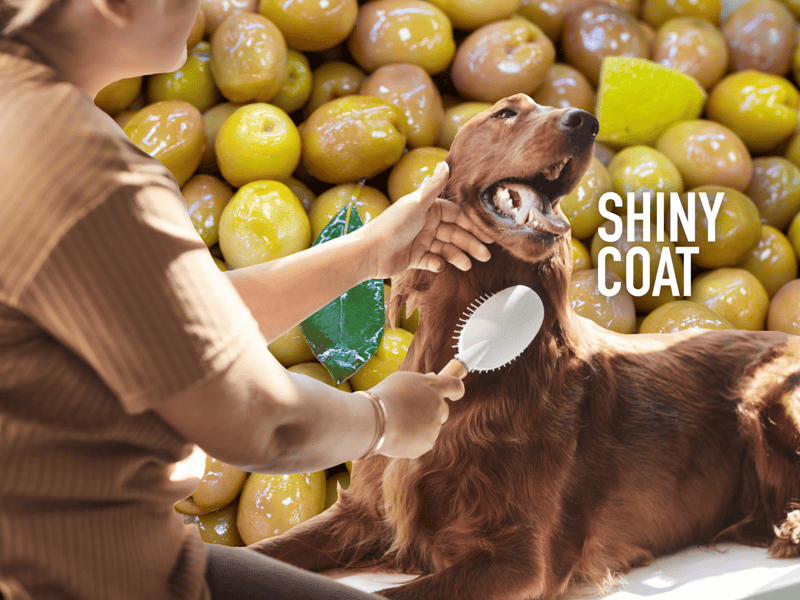 Dog grooming for shiny, healthy coats – expert pet care at Dogfix.com.