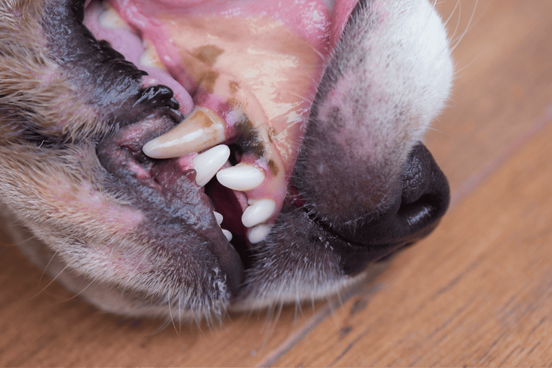 Close-up of a dog's open mouth with clean teeth and gums.