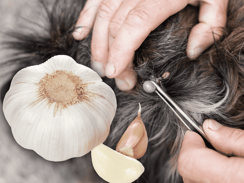 Dog flea removal with garlic and natural remedies.