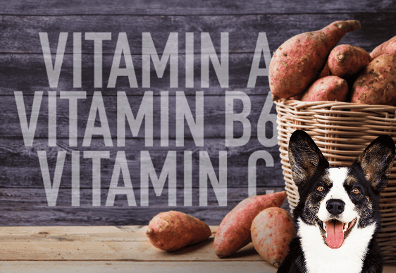 Dog smiling with sweet potatoes in background, promoting healthy dog treats and nutrition.