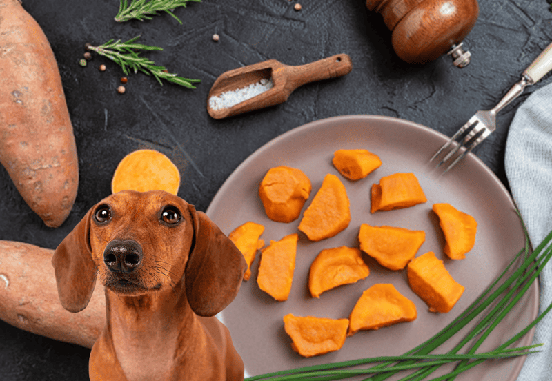 Healthy, homemade dog treats using sweet potatoes for pet nutrition.