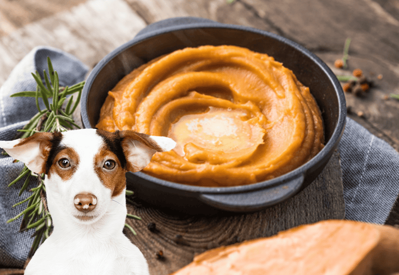 Healthy dog meal with pumpkin puree, ideal for nutrition and digestion, recommended by veterinarians.