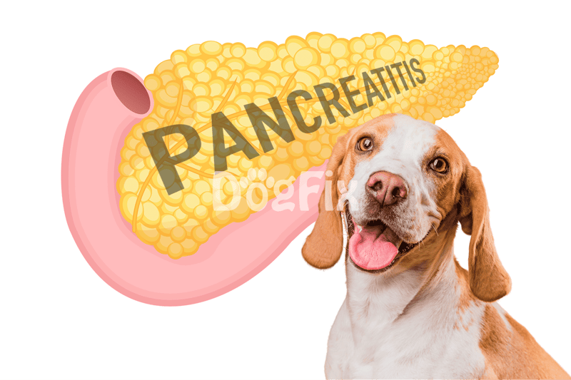 Healthy dog with pancreatitis awareness infographics.