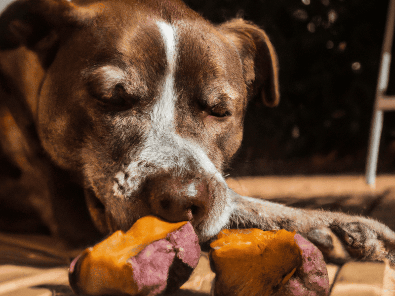 Dog treats for dogs - natural, healthy snacks for your dog | Dogfix.