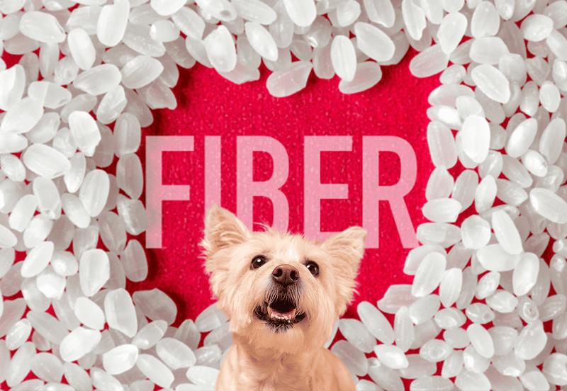 Playful dog with fireworks background for pet celebration.