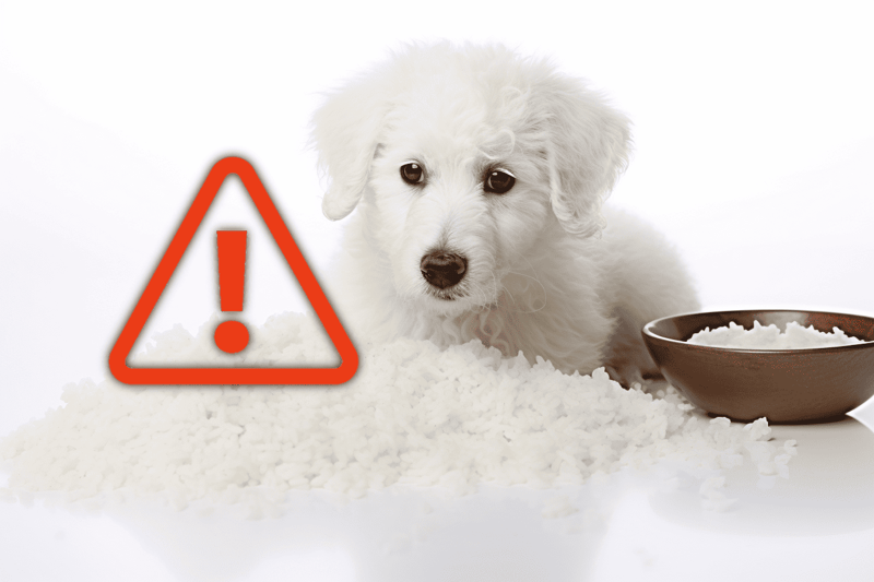 Dog looking at spilled rice with a hazard warning sign.