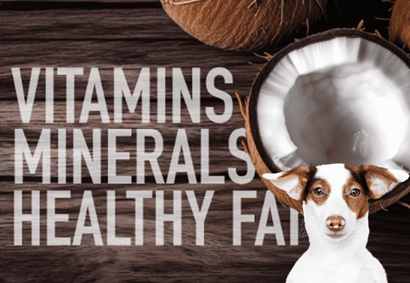 Dog with coconut health supplement.