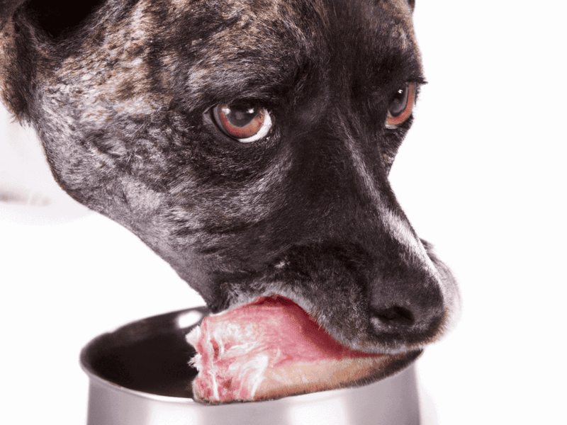Close-up of a dog licking food from a bowl. Perfect for dog care and feeding tips.