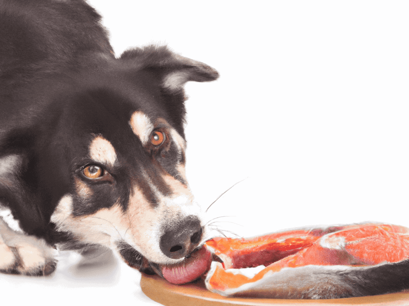 High-quality dog nutrition with fresh raw meat for healthy, happy pets.