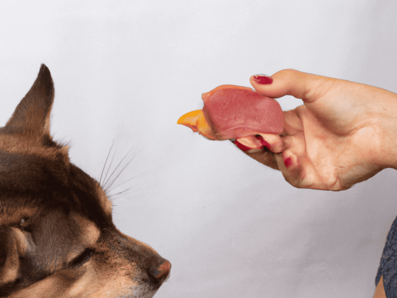 Close-up of a person's hand holding a dog treat near a brown dog.
