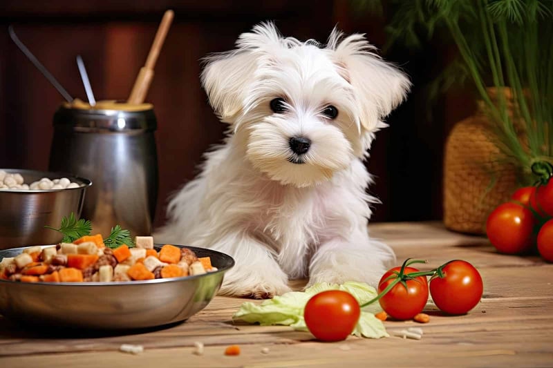 Cute white puppy sitting near food and vegetables on wooden table.