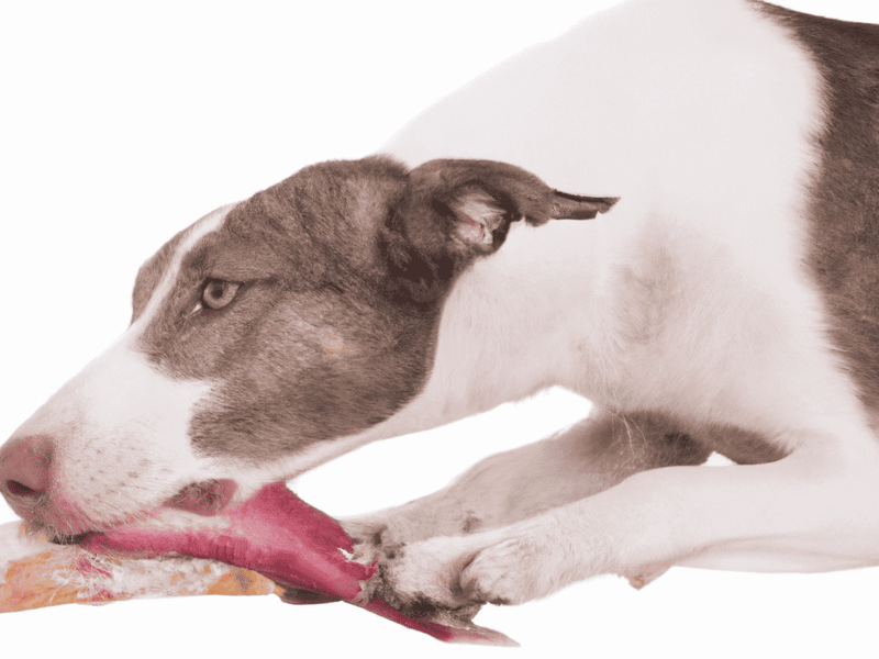Dog chewing rawhide toy for dental health, mental stimulation, and boredom relief.