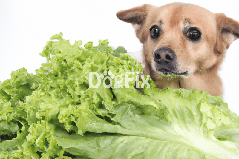 Healthy dog food with fresh vegetables to support pet wellness.