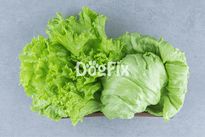 Bright green lettuce leaves in a bowl on a textured background, promoting healthy dog treats and diet options.