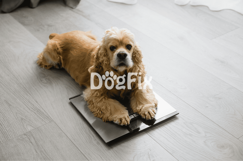 Cute cocker spaniel lying on a digital bathroom scale for accurate weight measurement.