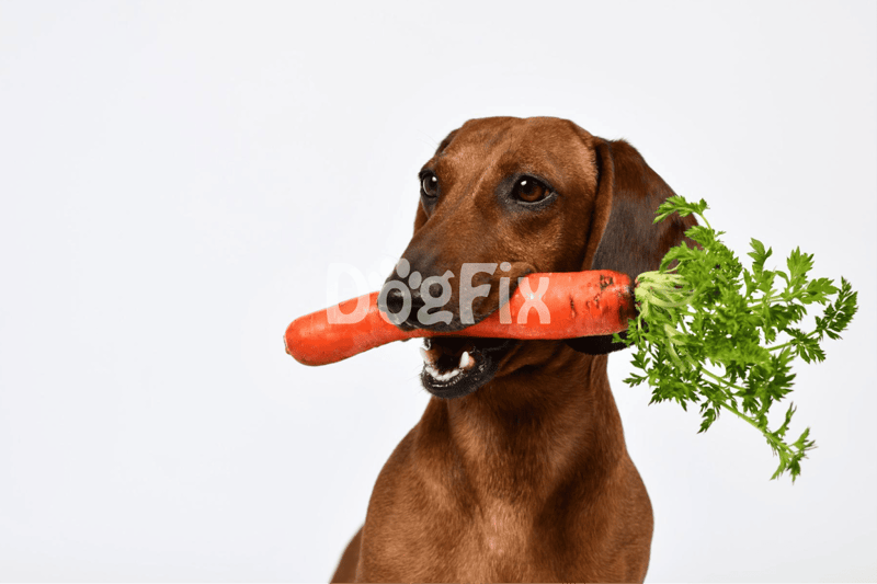 A lively brown dog holding a fresh carrot with leafy greens in its mouth, promoting healthy eating and nutrition for dogs.