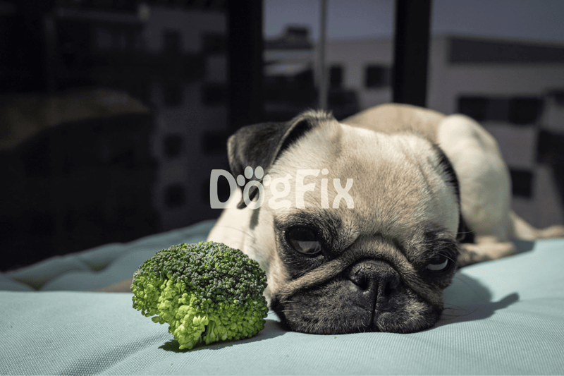 Playful pug dog resting near broccoli vegetable for healthy diet.