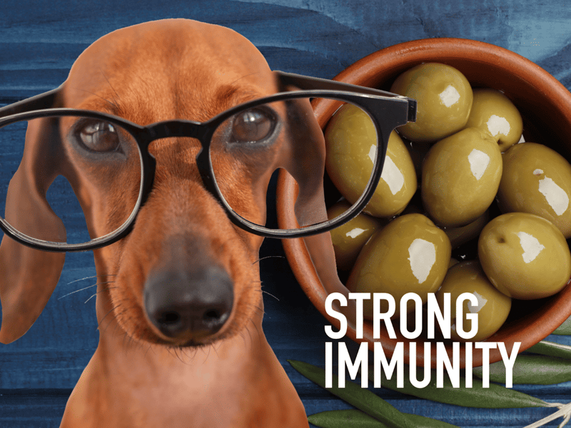 Dog with glasses and probiotics bowl.