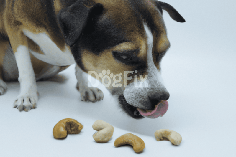 Close-up of a happy dog sniffing assorted nuts including cashews and almonds on a clean background.