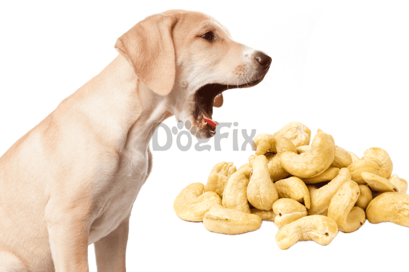 Adorable Labrador puppy yawning near a pile of cashew nuts, highlighting dog behavior and healthy treats.
